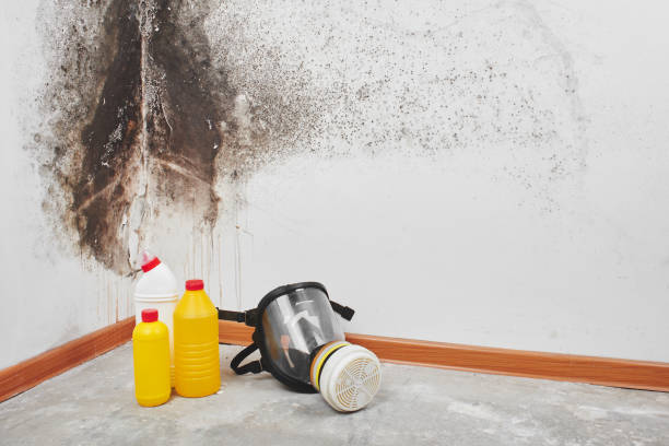 Best Mold Testing  in Wyboo, SC