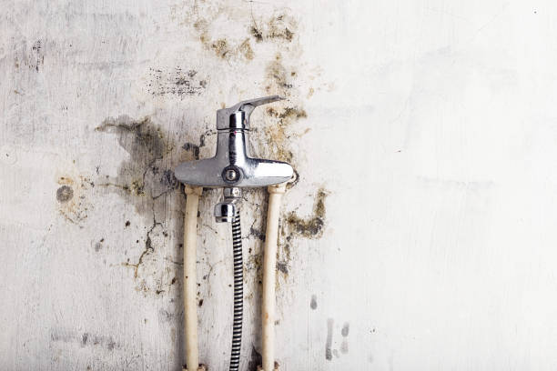 Best Mold Removal Near Me  in Wyboo, SC