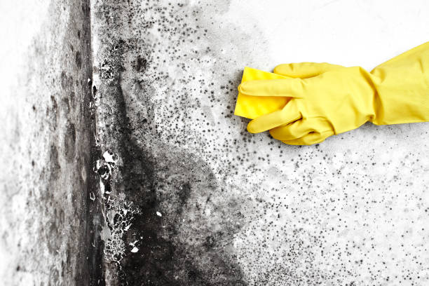 Best Mold Removal Process  in Wyboo, SC