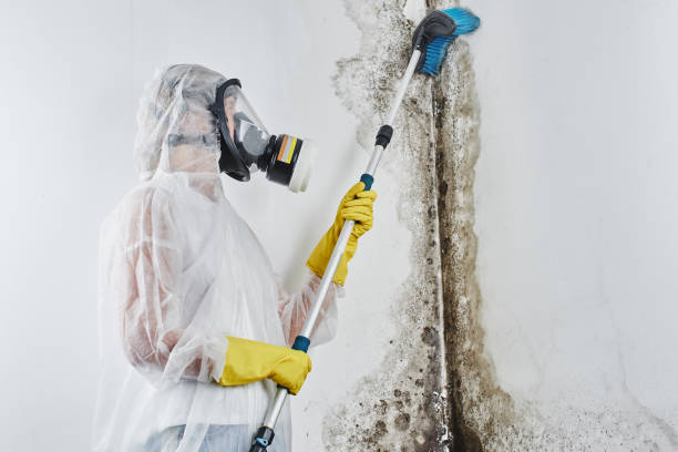 Best Mold Damage Repair  in Wyboo, SC