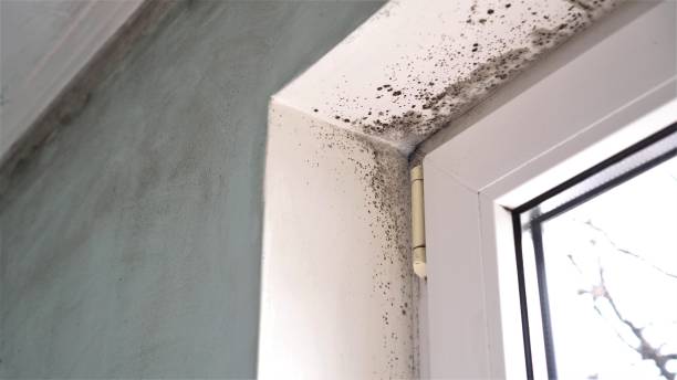 Best Office Mold Removal Services  in Wyboo, SC