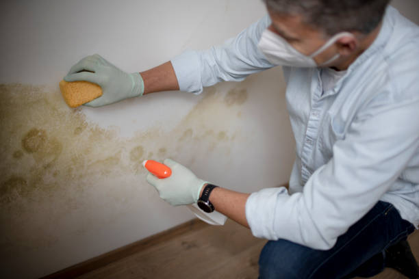 Best Attic Mold Removal  in Wyboo, SC