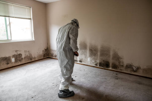 Best Black Mold Removal  in Wyboo, SC